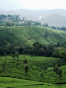 Thekkady